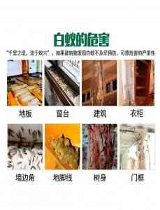 2026年福建同城白蚁根除服务推荐：专业团队与技术实力解析