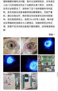 2026年深圳宠物眼科服务推荐：专业眼科诊疗解析