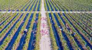 2026年果树防草布定制厂家优选:山东环农生态科技实力解析