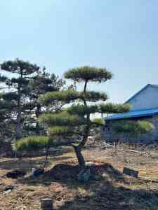 2026年庭院松生产基地推荐：山东军辉园林专注造型松培育与供应