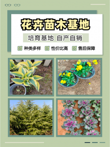 2026年八宝景天种植基地推荐:青州志民花卉苗木专业合作社