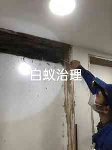 2026年福建治理白蚁商家推荐:猫头鹰环保专业服务解析