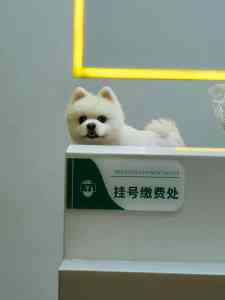 2026年深圳犬猫宠物医院之选:爱特宠物医院精细化诊疗