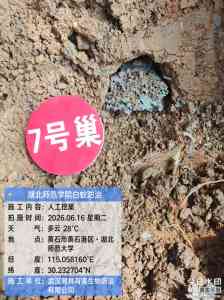 2026年白蚁防治服务公司深度解析,武汉湘林专业护航