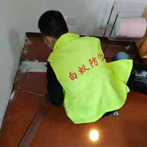 2026年有效除白蚁企业推荐:福建猫头鹰环保专业服务解析