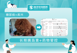 2026年24小时宠物医院检查服务解析:瑞派福华龙华专科医疗与急诊急救方案