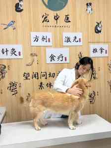 2026年宠物内科治疗优选:瑞派福华龙华专科团队深度解析