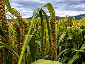 2026年水溶生物菌肥厂家推荐:信和生物科技技术解析