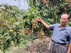 2026年蜂糖李订制厂家推荐:山东军神碳氢生物科技解析