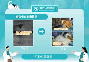 2026年深圳宠物体检医院推荐:专注疑难内科与急危重症救治