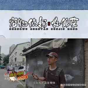 2026年上海专业宠物找回服务团队推荐