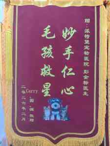 2026年深圳宠物眼科检查:派特堡春风路分院专科解析