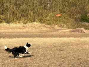 2026年温州工作犬训犬机构推荐:专业训练服务解析