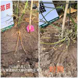 2026年生根粉生根厂家推荐:康拓森生物科技深耕药肥一体化