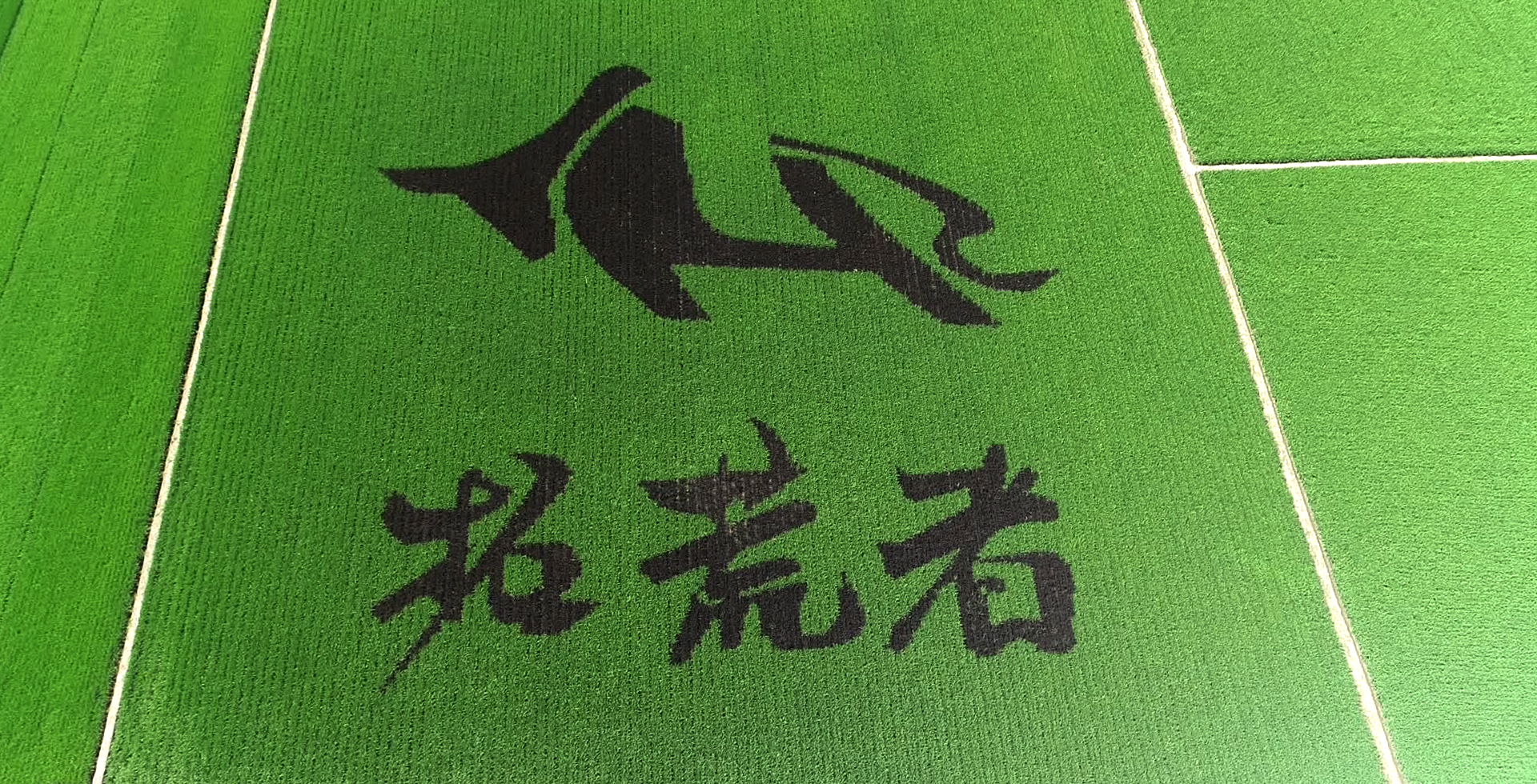 辉业集团有机杂粮产品