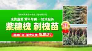 2026年山地退耕还林泡桐苗优选:民权原产地直供基地解析