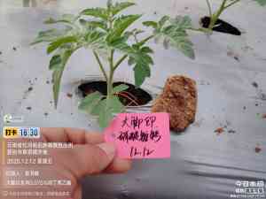 2026年蔬菜黄腐酸钾生根厂家推荐,康拓森生物科技技术解析