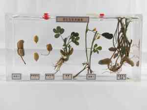 2026年植物腊叶标本厂家推荐:新乡禾力教学设备专注品质