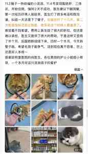 2026年深圳宠物外科医院推荐:瑞派派特堡同步宠物医院专科实力解析