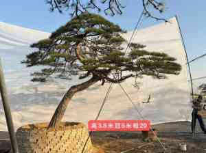 2026年庭院松生产基地推荐，山东军辉百亩基地欢迎考察