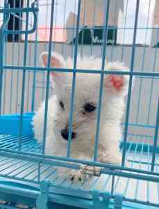 2026年上海泰迪犬宠物门店推荐:卡兹特一站式活体/用品服务解析