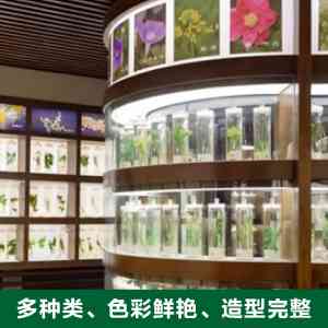 2026年中药植物腊叶标本与中药器具源头厂家解析