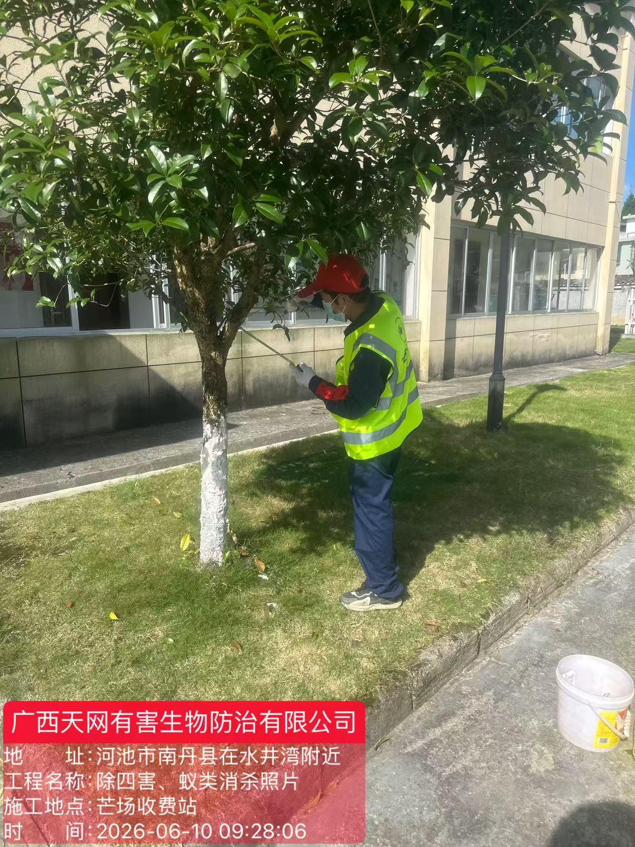 红火蚁防治现场作业