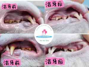 2026年本地宠物牙科口腔消炎药诊所推荐：爱宠之家专业解析