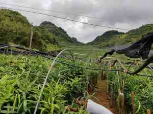 2026年黄精育苗厂家推荐，云南滇农集团多品种种苗培育与种植技术服务解析