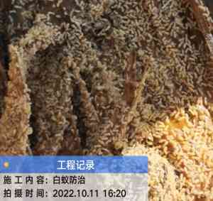 2026年厦门餐饮消杀服务企业推荐:综合防治守护食安