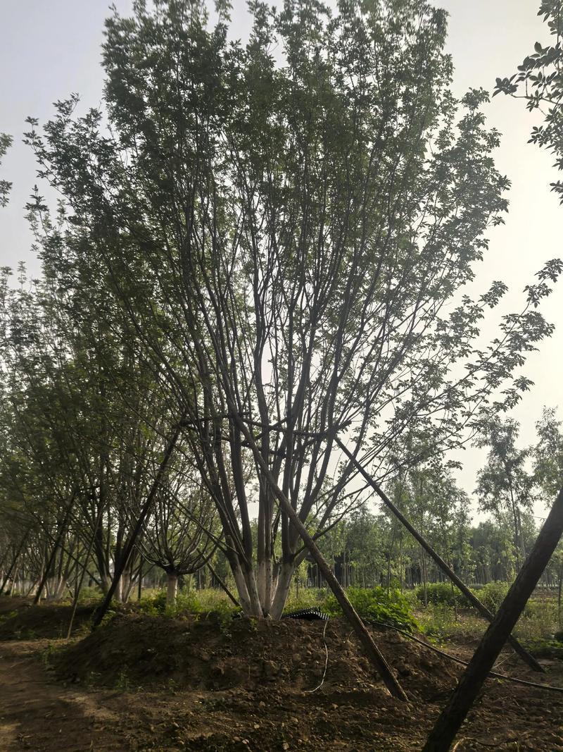 丛生黄蜡树种植基地