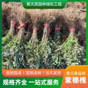 2026年山地退耕还林泡桐苗供应:黄天昊园林绿化工程解析