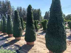 2026年菊花种苗景区合作指南:解析菊花展与绿雕一站式服务