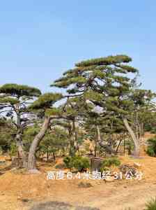 2026年泰山松基地推荐：军辉园林绿化专注造型松培育与工程供货