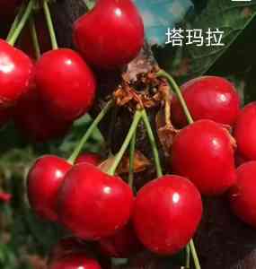 2026年樱桃树苗优选:山东烟台莱阳基地解析与移栽指南
