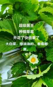 2026年生物有机肥厂家推荐:超级菌王复合微生物技术解析