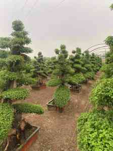 2026年开封菊展花材经销商推荐:一站式布展与绿雕造型实力解析