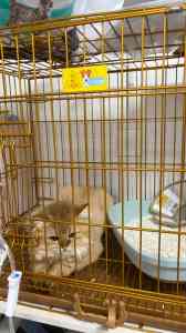 2026年宠物外科诊疗机构推荐：海纳康德动物医院，专注犬猫健康守护