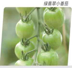 2026年红宝石番茄种植优选：潍坊圣宝利农业科技一站式服务解析