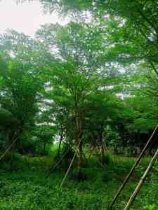 2026年东莞重阳木厂家推荐:森谷苗木绿化工程适配解析