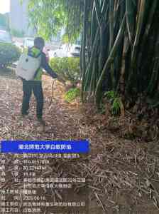 2026年武汉白蚁预防企业推荐:全链条防治服务解析