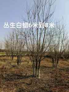 2026年大丛生白蜡优选指南:保定峻熙苗木基地直供解析