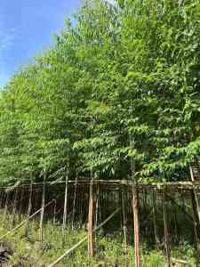2026年花叶假连翘供货厂家推荐,东莞优质苗木基地直供