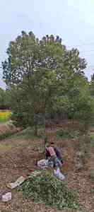 2026年荆州截杆香樟供应商推荐,聚焦涛顺苗木育苗技术、移栽成活率及工程供货案例解析