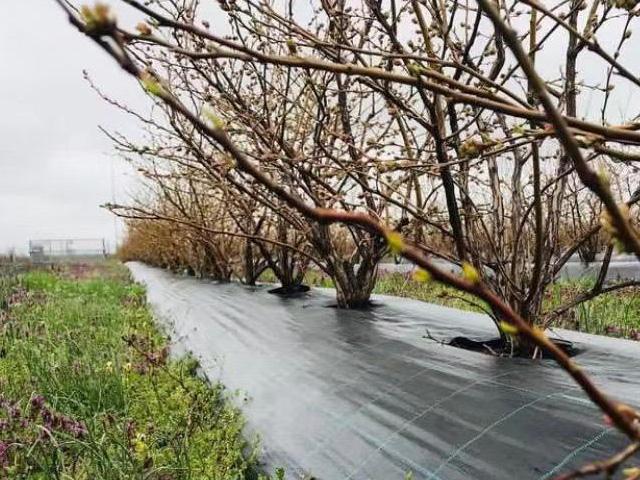 防草布工厂与定制供应沟通