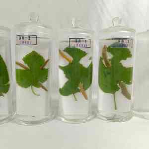 2026年植物浸制标本厂家推荐:禾力教学设备专注教学标本制造