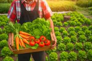 2026年有机食品鲜菌菇商超终端供应商推荐：美世纪食品