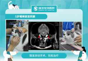 2026年深圳宠物急诊医院推荐:24小时危急重症转诊中心解析