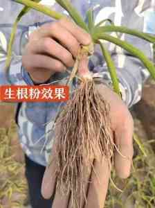 2026年河南大树移栽生根粉源头厂家推荐,好美特生物科技解析