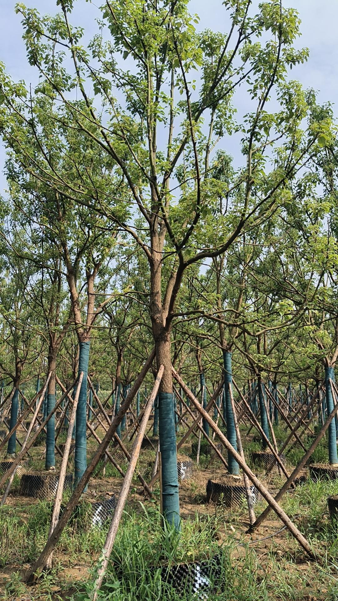 多杆香樟树生产基地